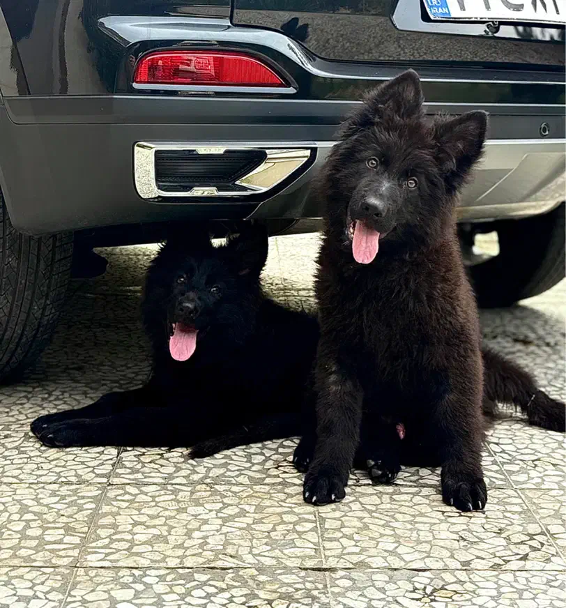 فروش ژرمن بلک نر و ماده|سگ|کلاچای, |دیوار