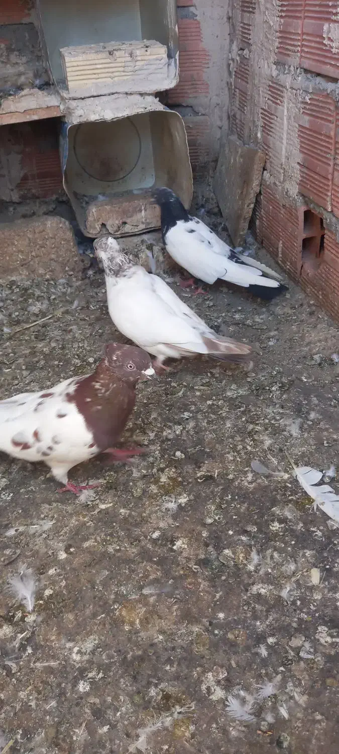 تعدادی،کبوتر گرفته شده|پرنده|مرند, |دیوار