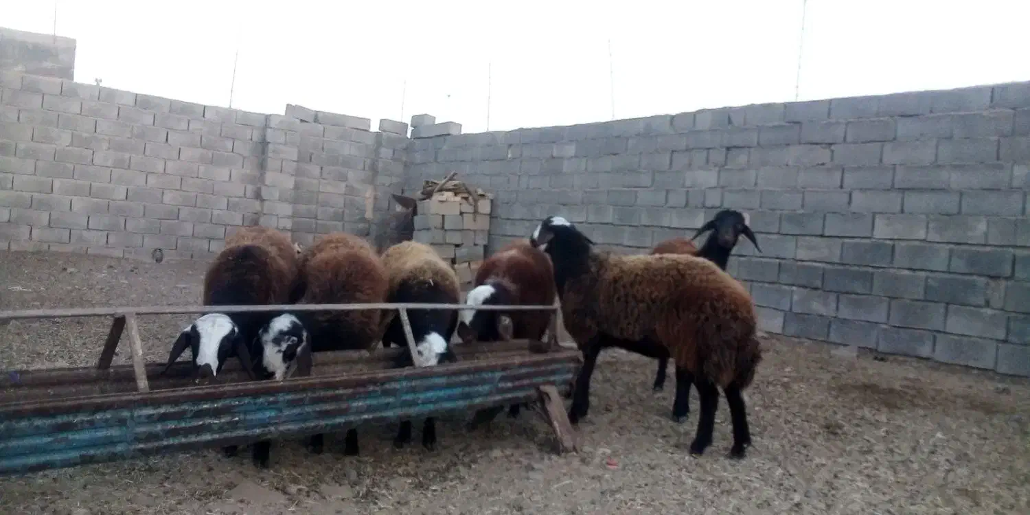 بره ماده|حیوانات مزرعه|رشتخوار, |دیوار