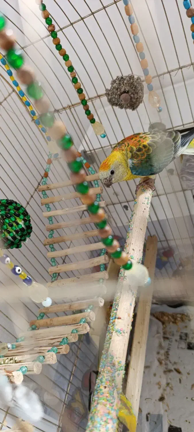 یک جفت طوطی آوازه خوان|پرنده|هشتگرد, هشتگرد قدیم|دیوار