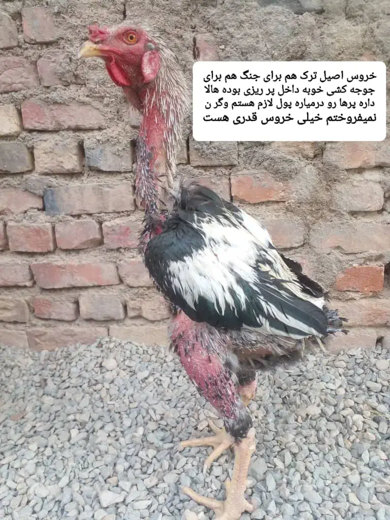 خروس ترک|حیوانات مزرعه|خاش, |دیوار