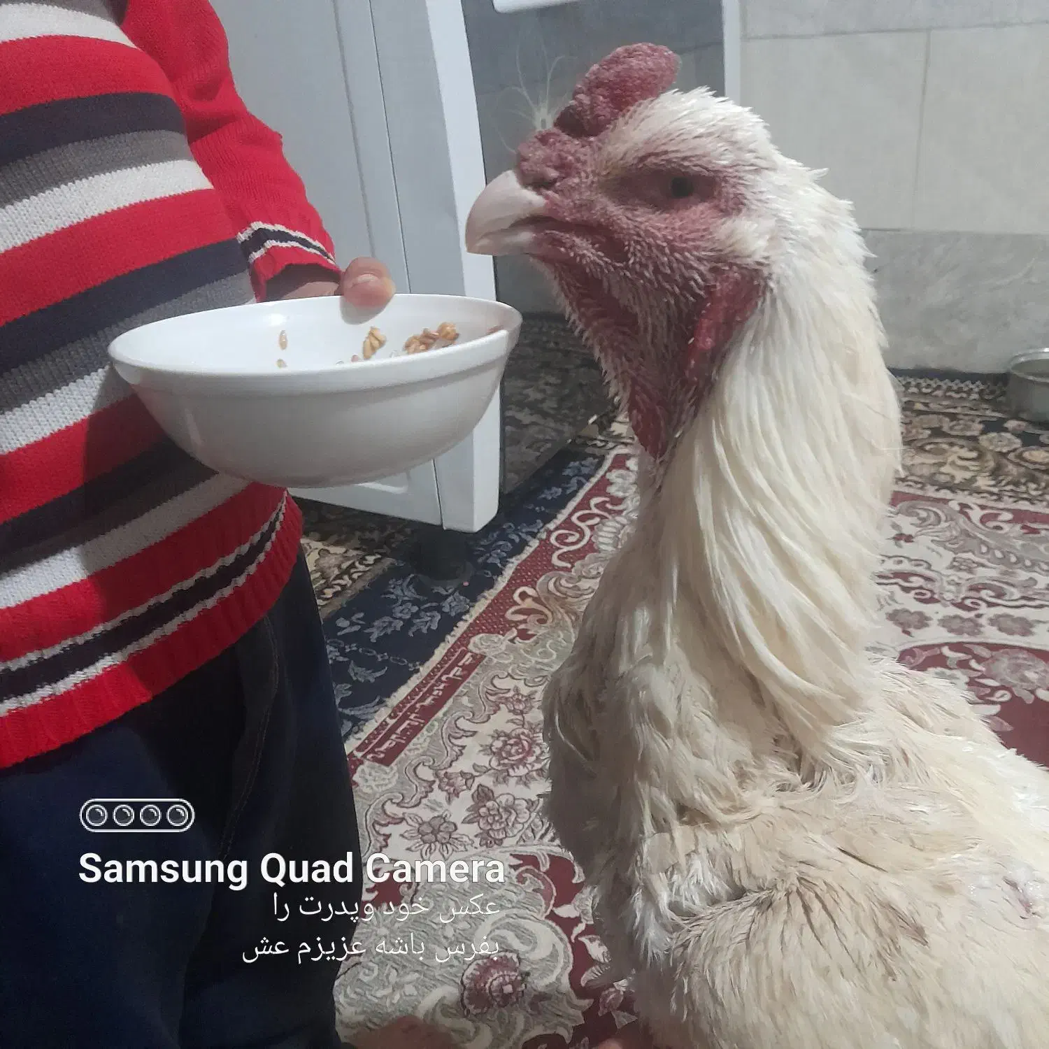 خروس لاری دوسال|حیوانات مزرعه|تفت, |دیوار