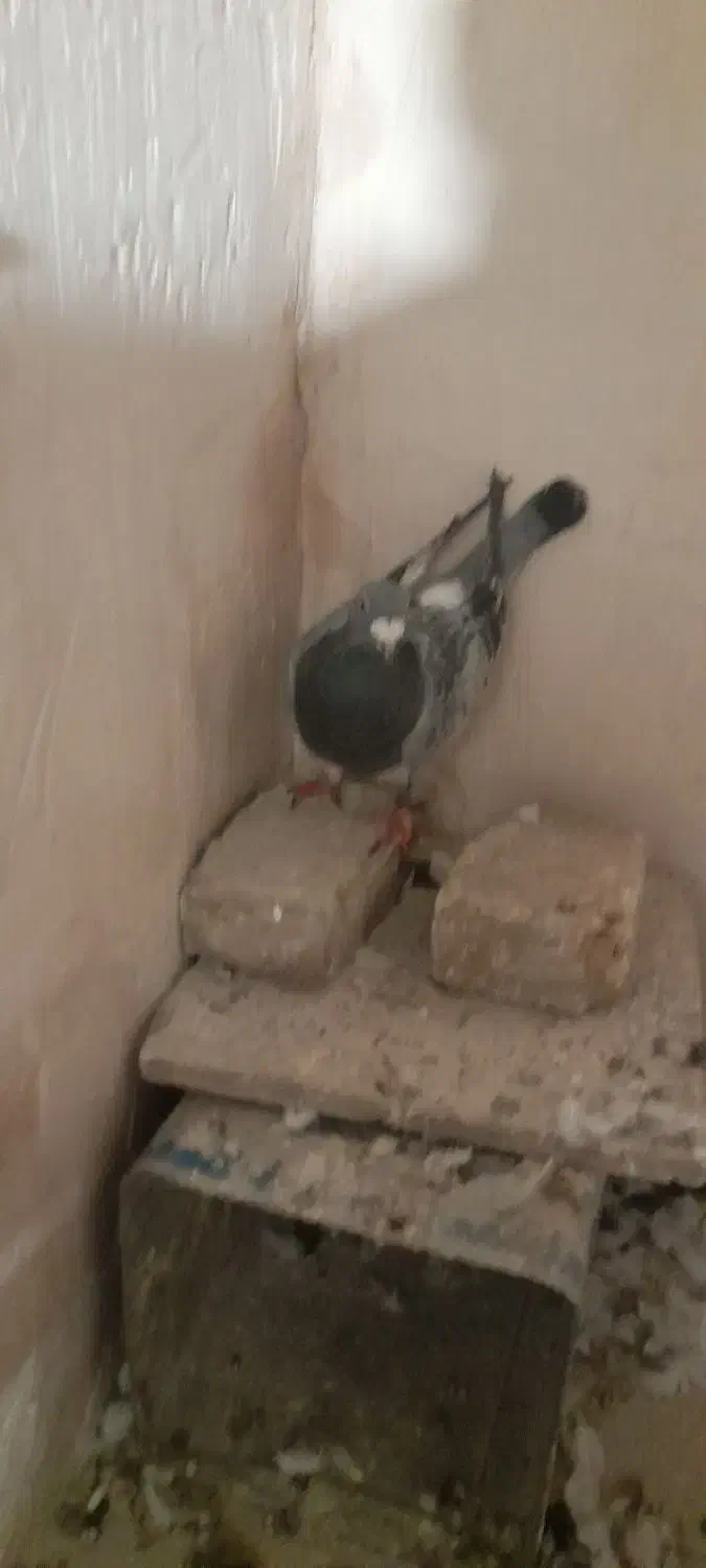 کفترپرشی وجفتگاه|پرنده|مشهد, رده|دیوار