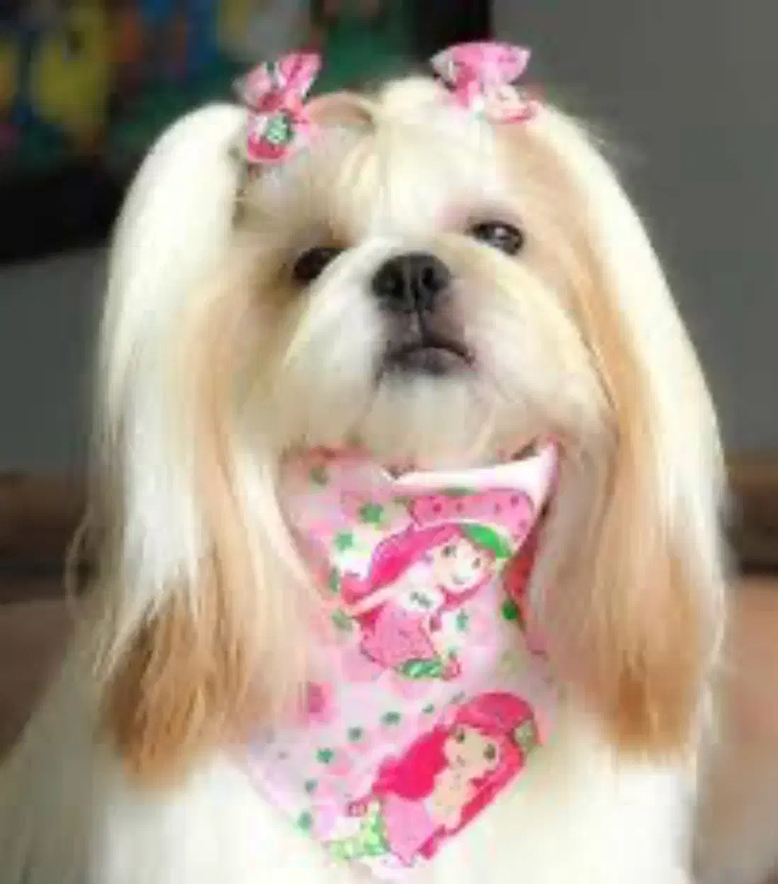 سگ بامزه خانگی|سگ|شیراز, تاچارا|دیوار