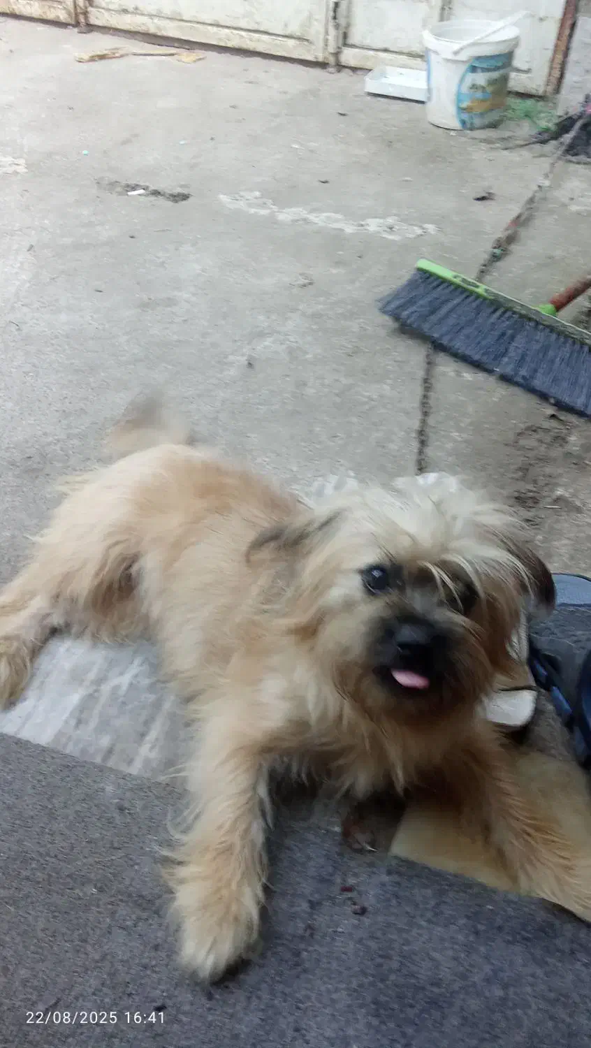 فروش سگ|سگ|آستانه اشرفیه, |دیوار