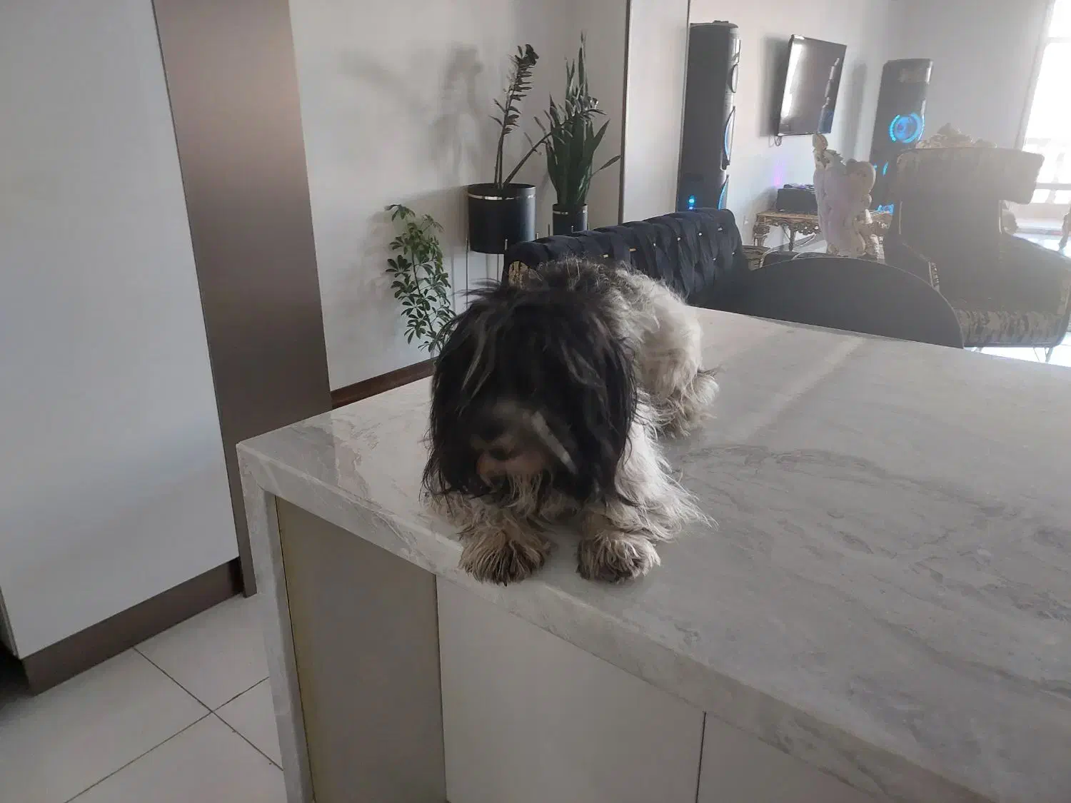 سگ یک ساله باهوش شیتزو|سگ|فردیس, قریشی|دیوار