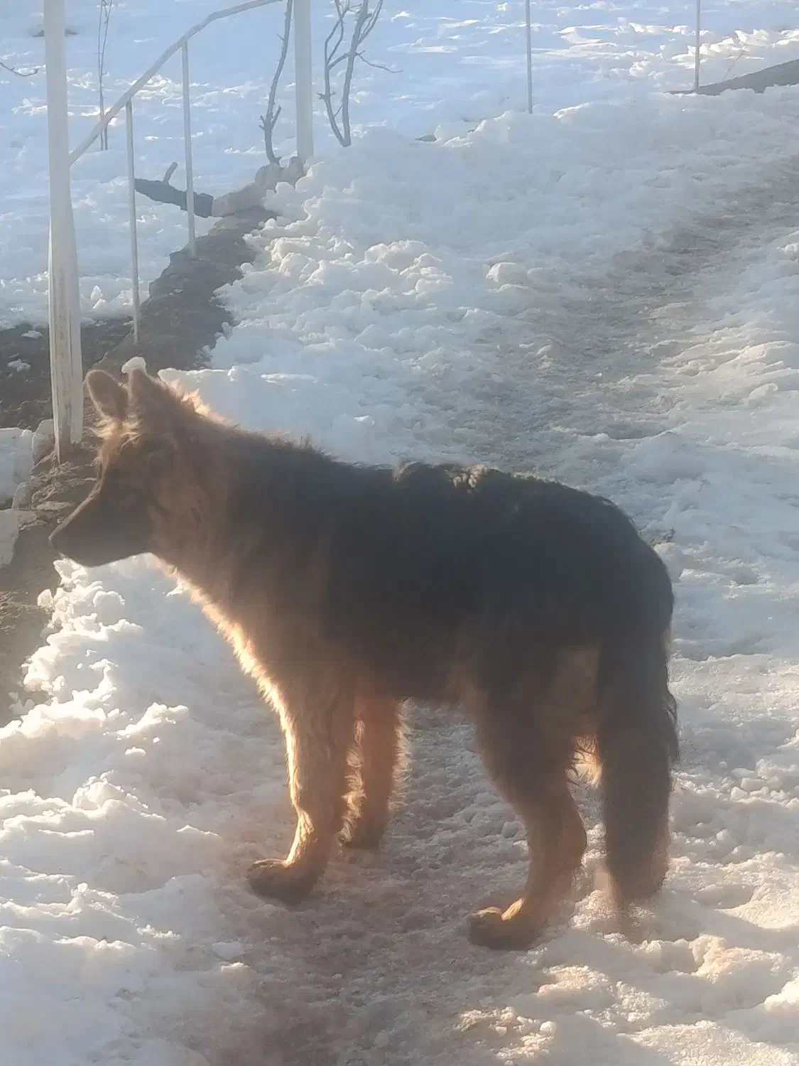 سگ ژرمن شپرد|سگ|شاهین‌شهر, شهرک صنعتی|دیوار