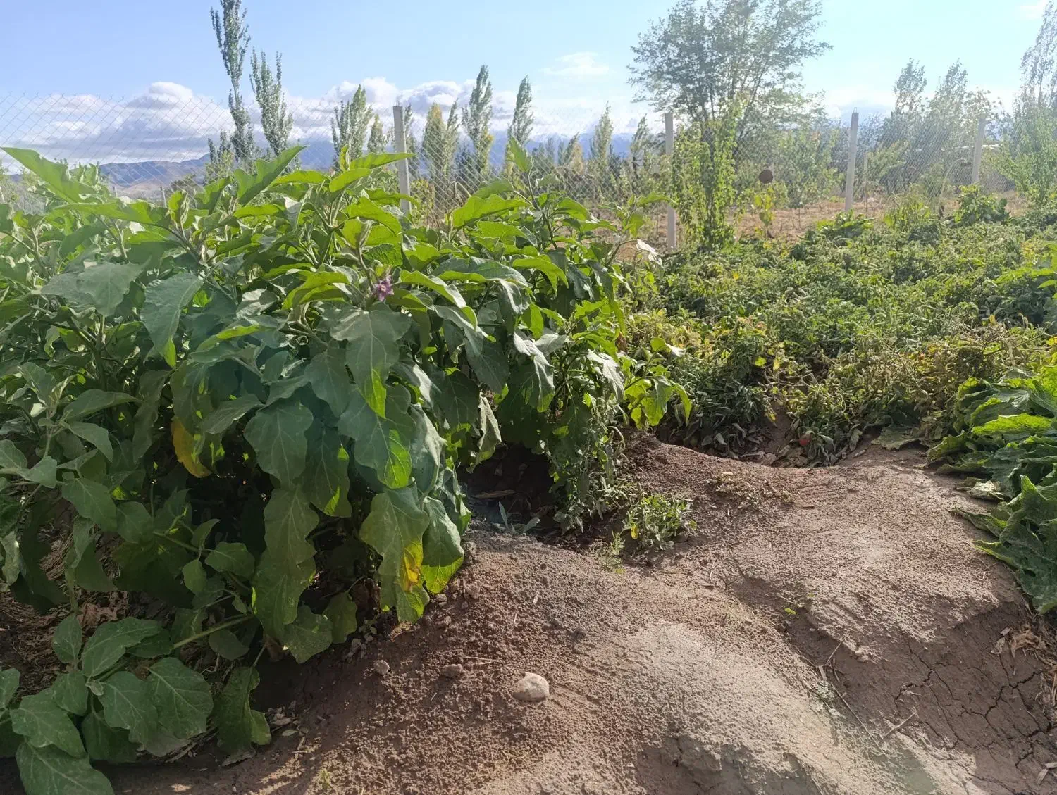 باغ 1000متری سنددار دولت آباد مرند|فروش دفتر صنعتی، کشاورزی، تجاری|مرند, |دیوار