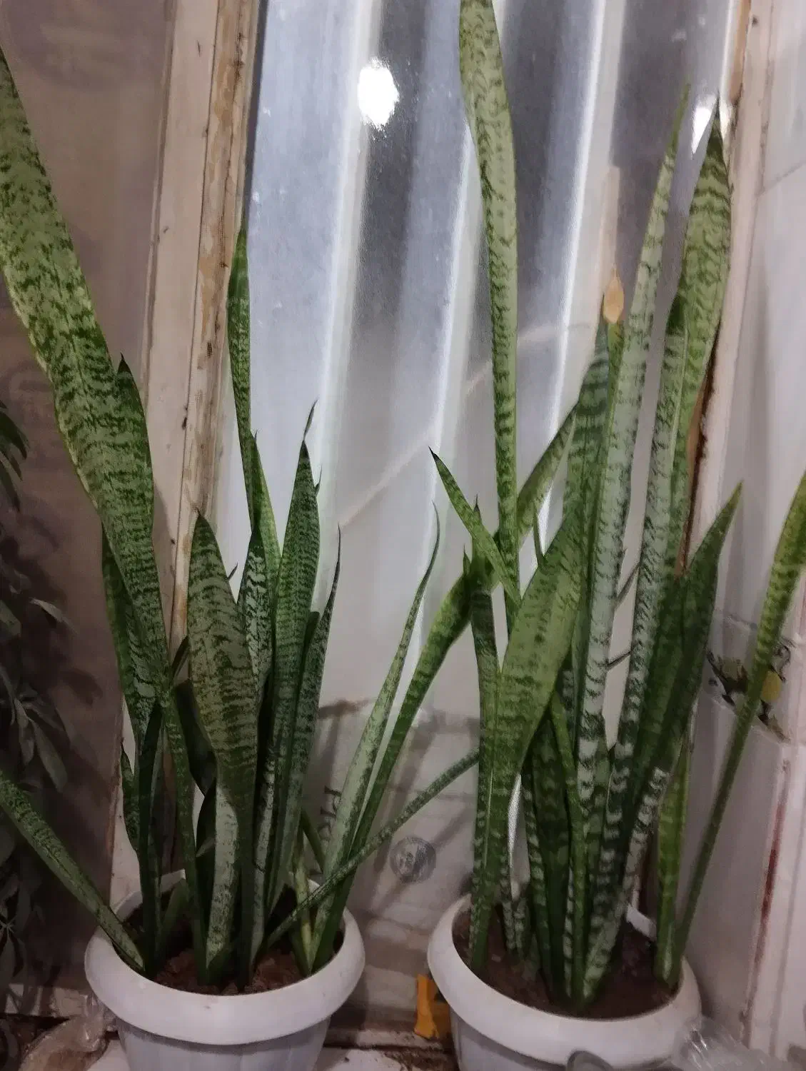 گل سانسوری سبز|گل و گیاه طبیعی|شیراز, شهرک مهدی‌آباد|دیوار