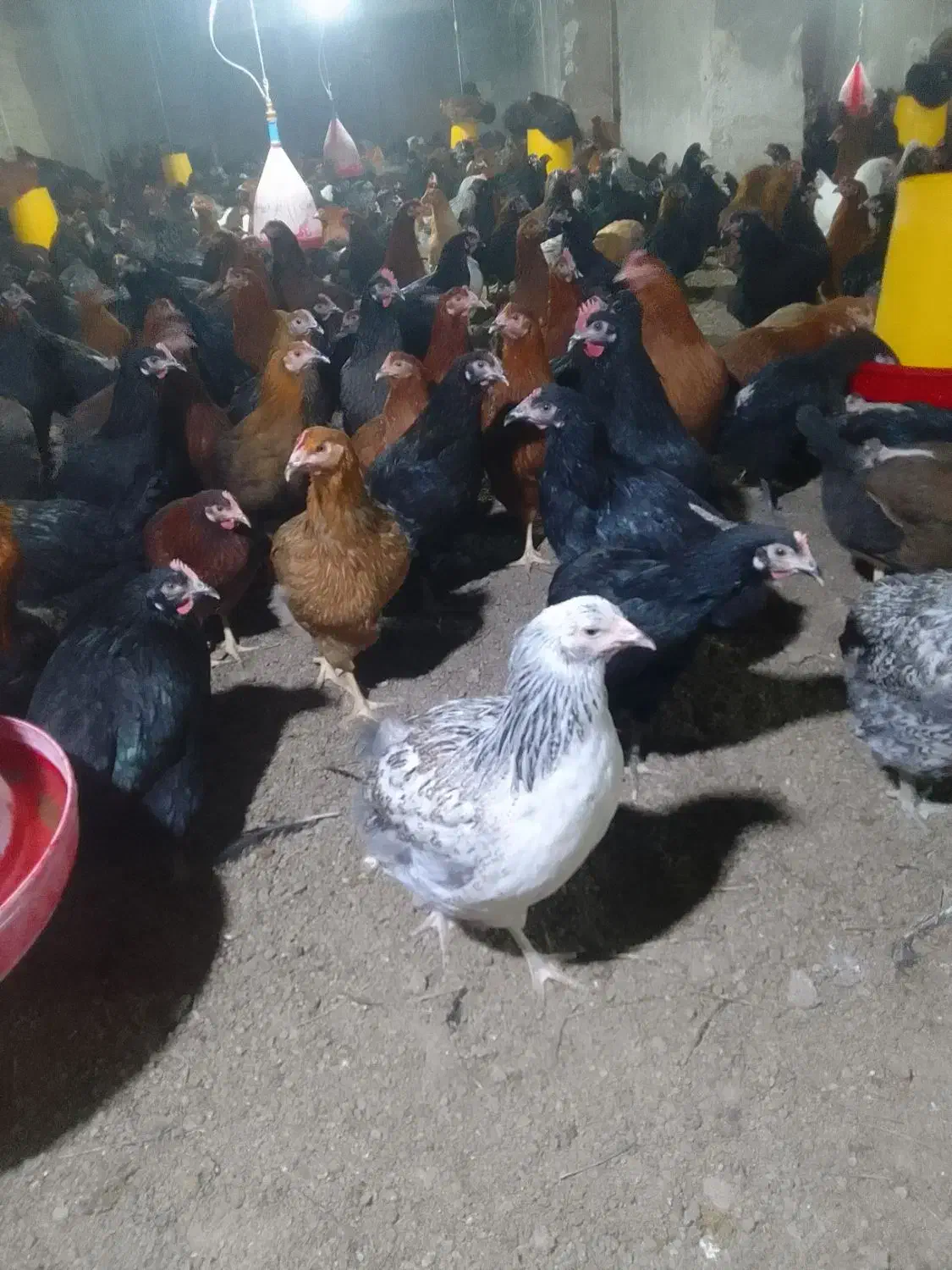 فروش مرغ گل پایگانی 6ماهه|حیوانات مزرعه|خضر آباد, |دیوار