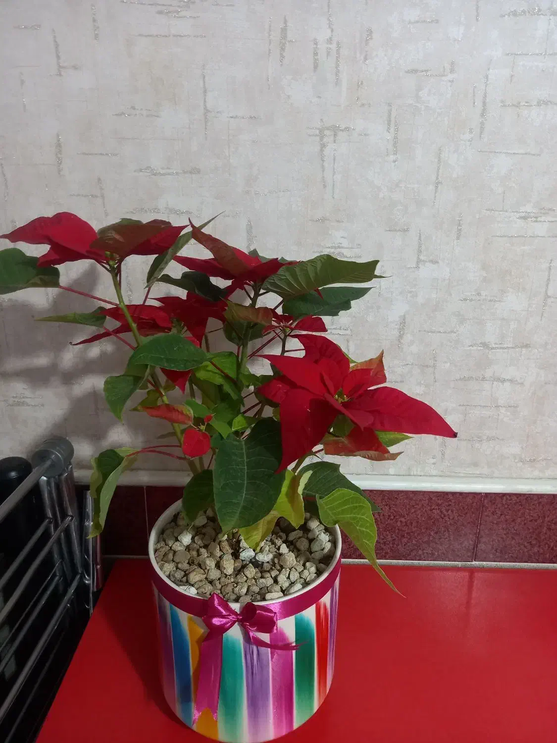 گل بنت قنسول قرمز( 60 سانتیمتر)|گل و گیاه طبیعی|اسلامشهر, صادقیه|دیوار