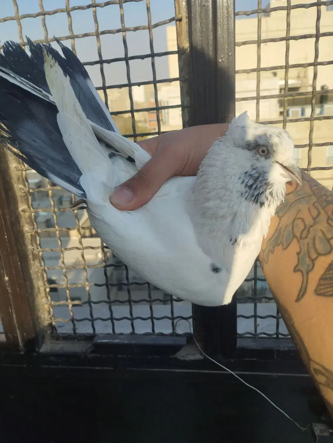 کفتر پرشی|پرنده|تهران, بهمن یار|دیوار