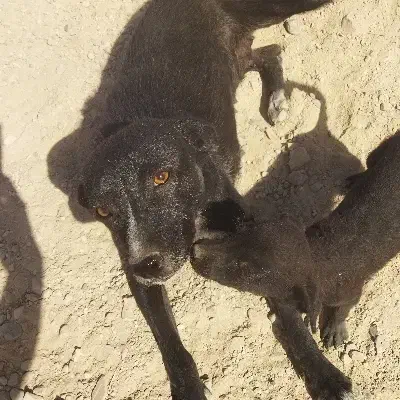 گمشده|سگ|آران و بیدگل, |دیوار