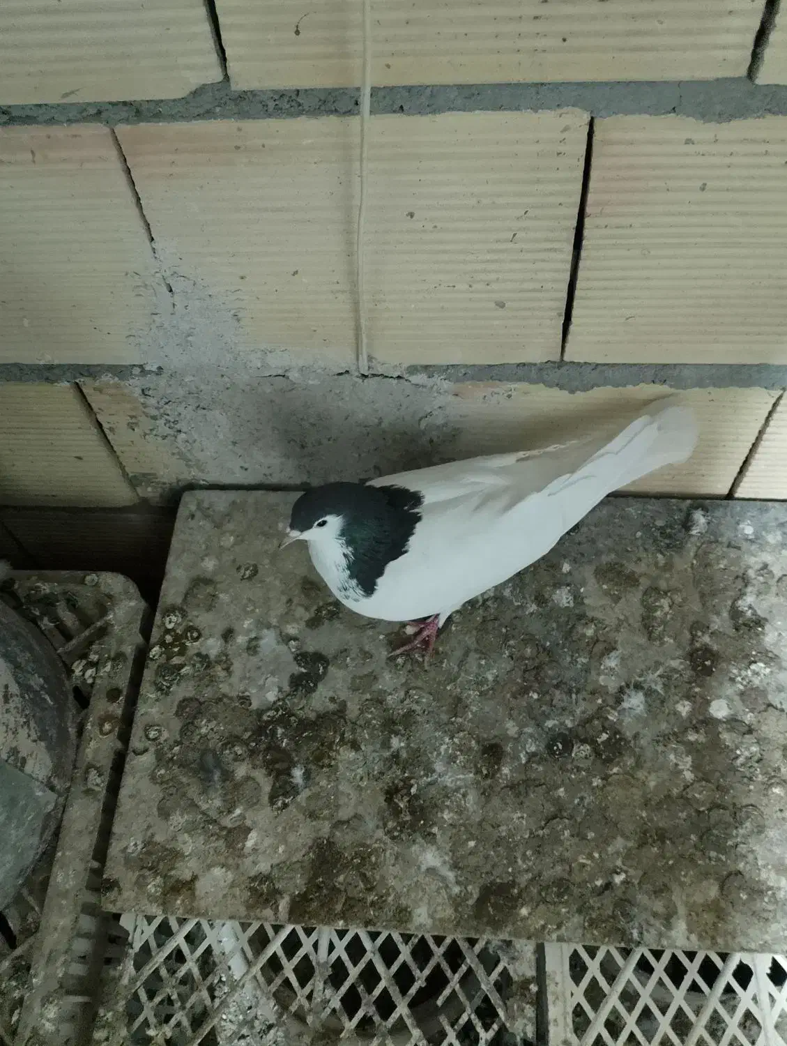 کفتر خال|پرنده|جوین, |دیوار