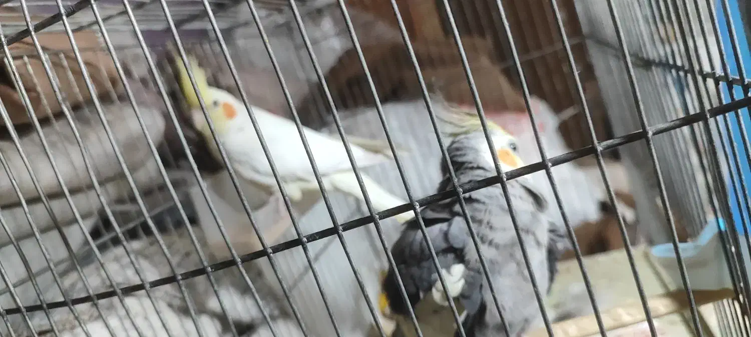 عروس هلندی|پرنده|خمین, |دیوار