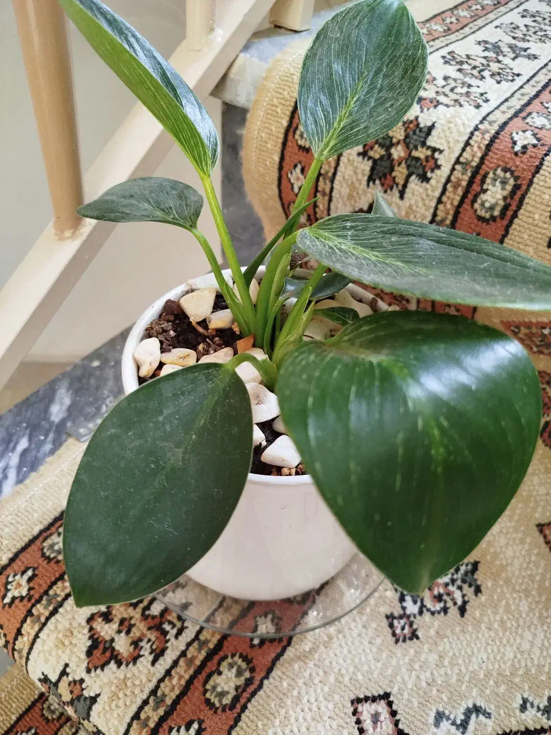 یک عدد گل زیبا و سالم کاملا طبیعی|گل و گیاه طبیعی|قم, نیروگاه|دیوار