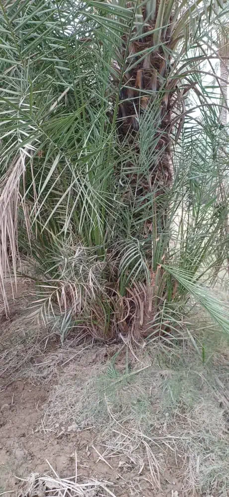 پاجوش سعمران|گل و گیاه طبیعی|اهواز, اسماعیلیه|دیوار