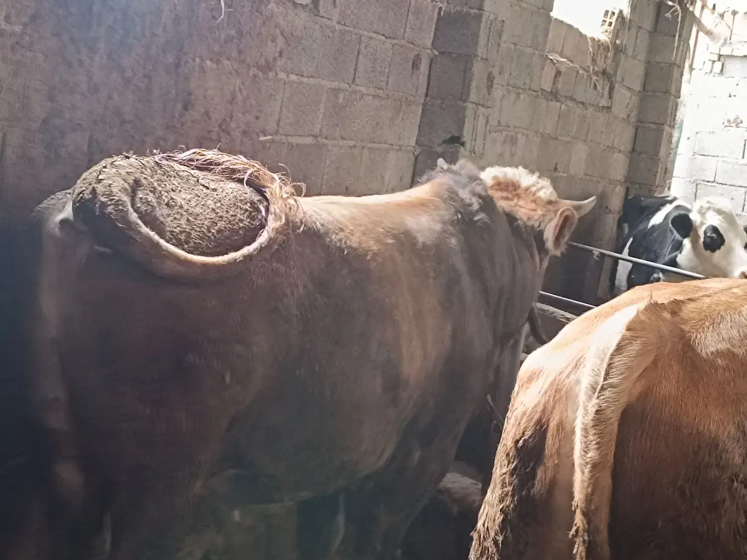 گوساله پرواری سیمینتال چاق سرک دار|حیوانات مزرعه|قائمشهر, |دیوار