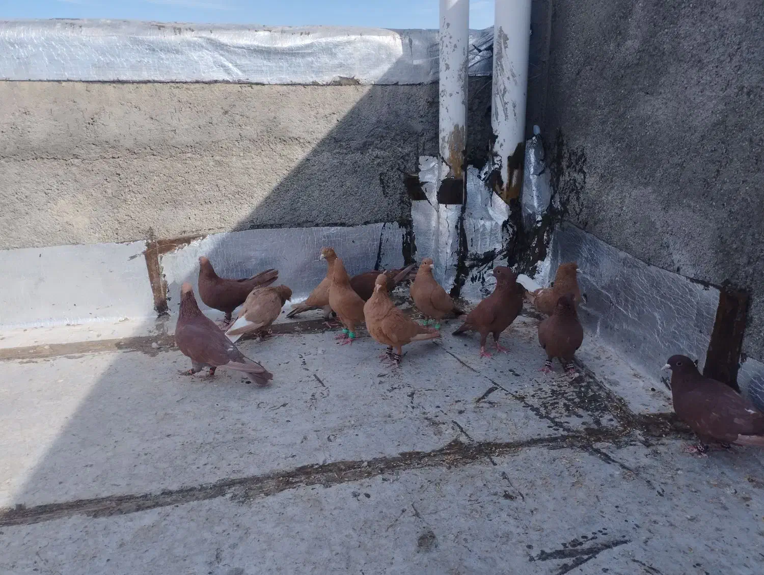 فروشی|پرنده|تربت‌حیدریه, شهرک ولیعصر|دیوار