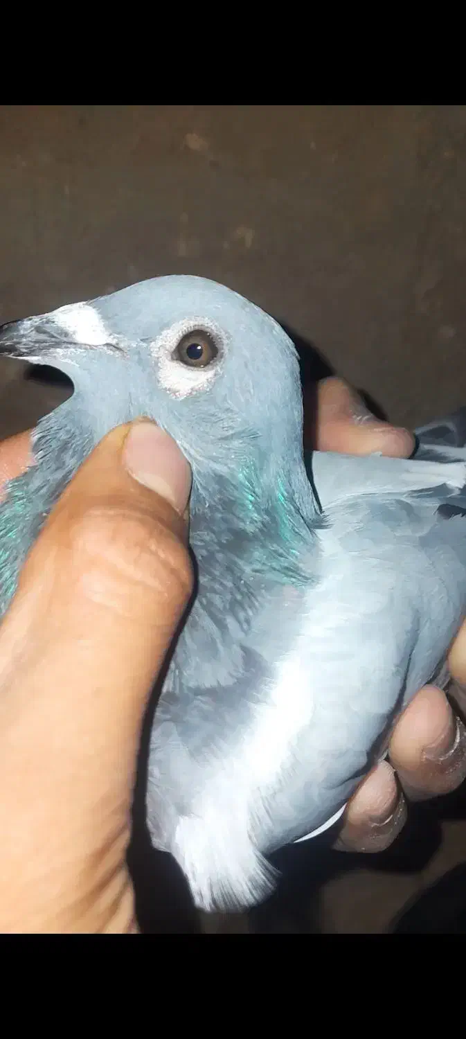 کفتر پرشی|پرنده|بیرجند, |دیوار