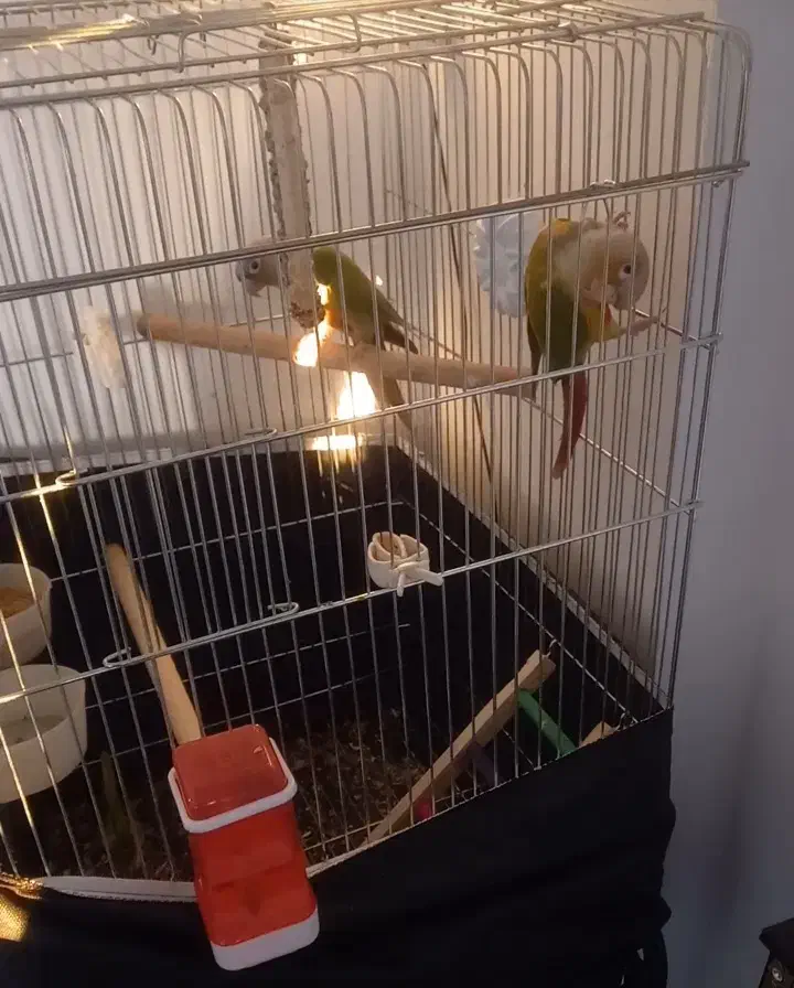 گرینچیک جفت آماده|پرنده|پاکدشت, پارچین|دیوار