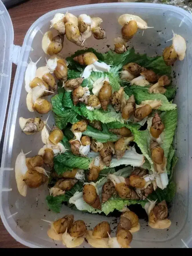 حلزون|خزنده|ساوه, |دیوار