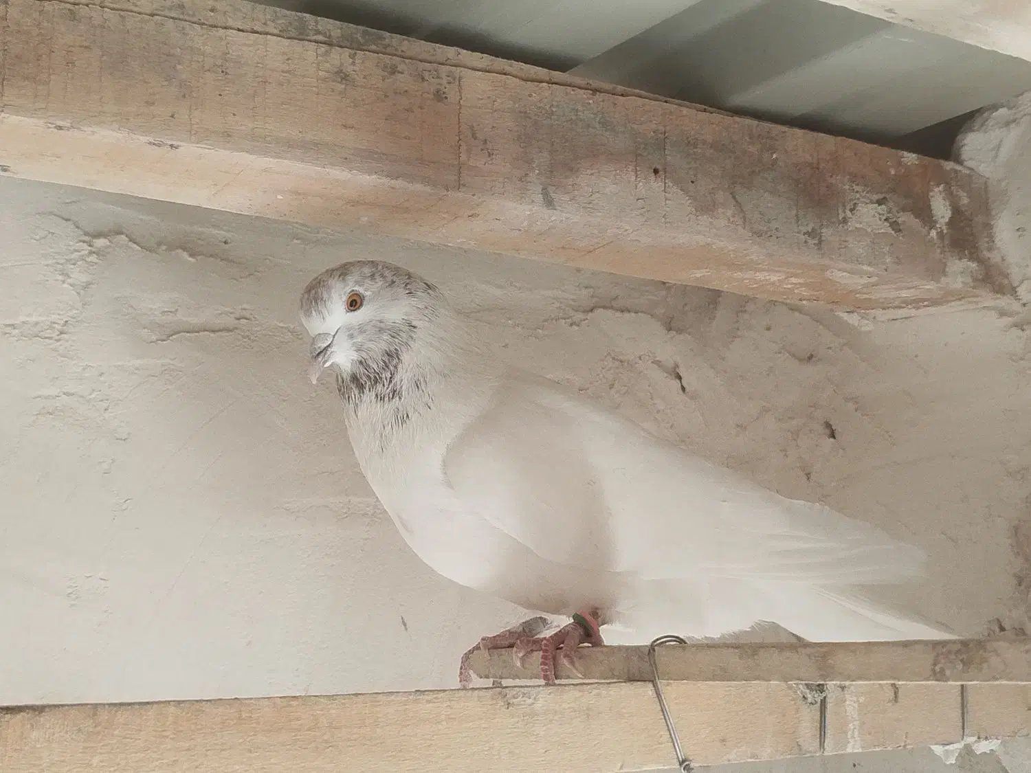 کبوتر|پرنده|نقده, |دیوار