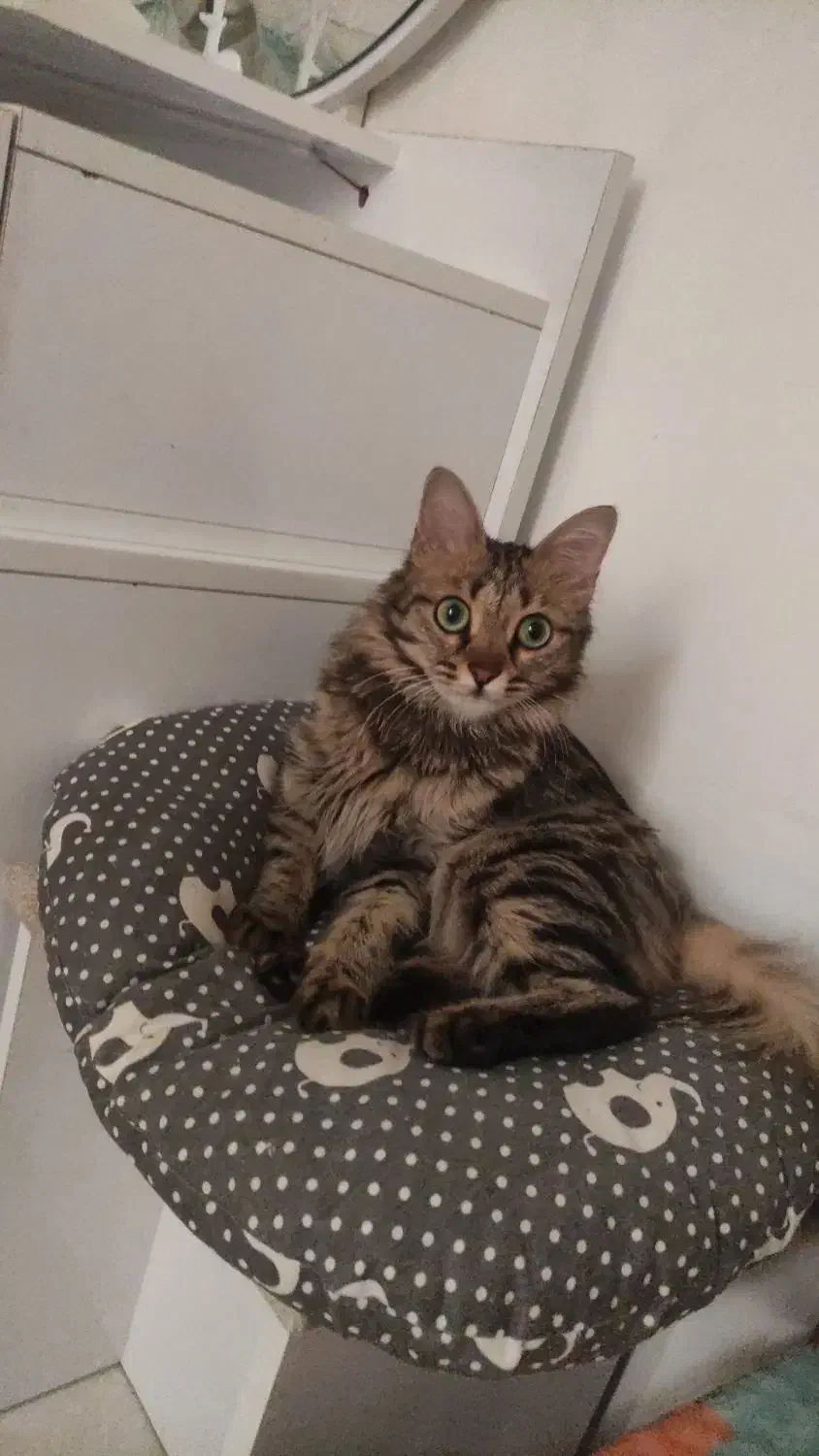 جفت گیری|گربه|سهند, |دیوار