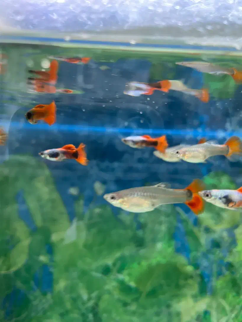 ماهی کالر کپی و مولی|ماهی|سراب, |دیوار