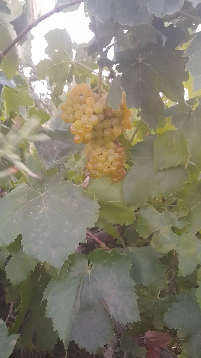 فروش یک جیریب  باغ  انگوری درجه یک|فروش خانه و ویلا|ملایر, |دیوار