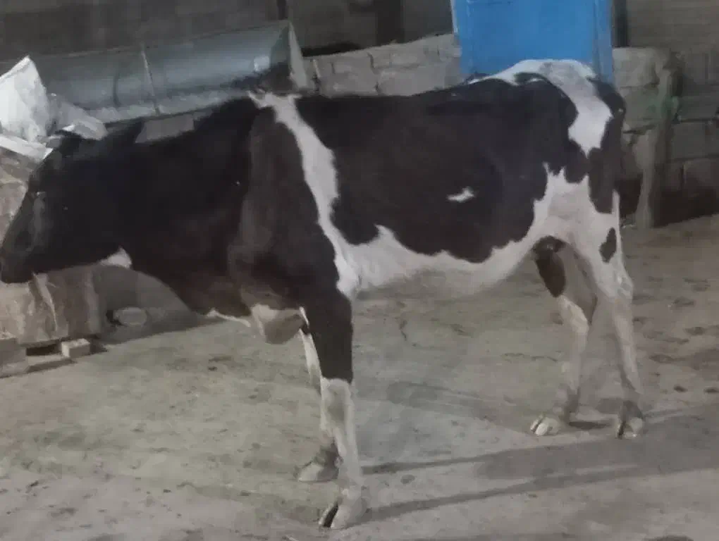 گاوماده|حیوانات مزرعه|کرخه, |دیوار