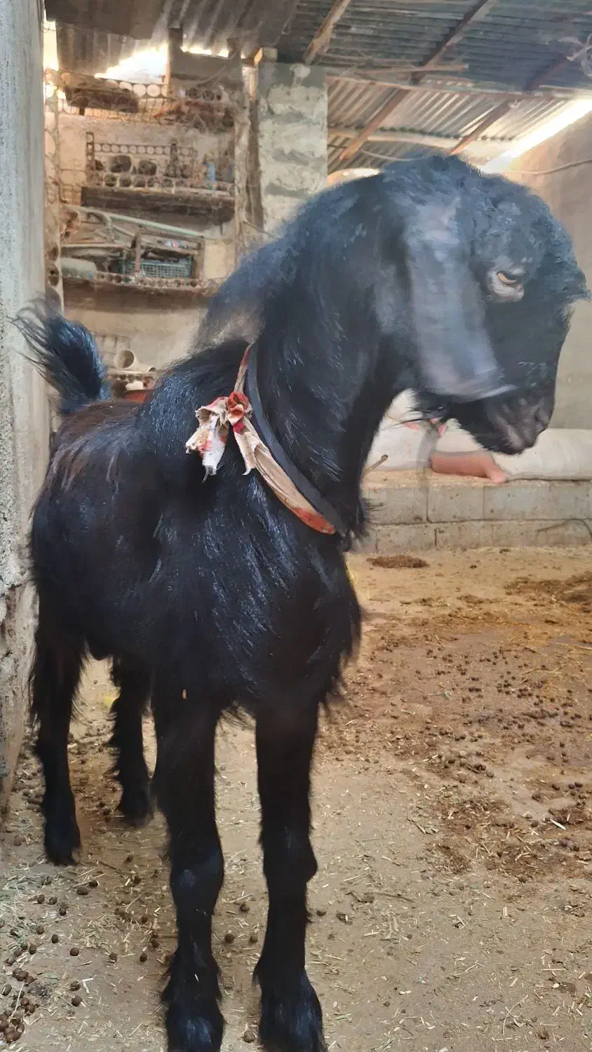 کره نر چاق سالم سرحال  (تخفیف خوب پای معامله)|حیوانات مزرعه|آبپخش, |دیوار