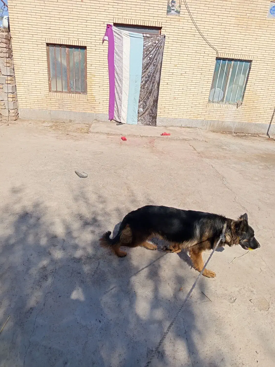 سگژرمن|سگ|بم, |دیوار