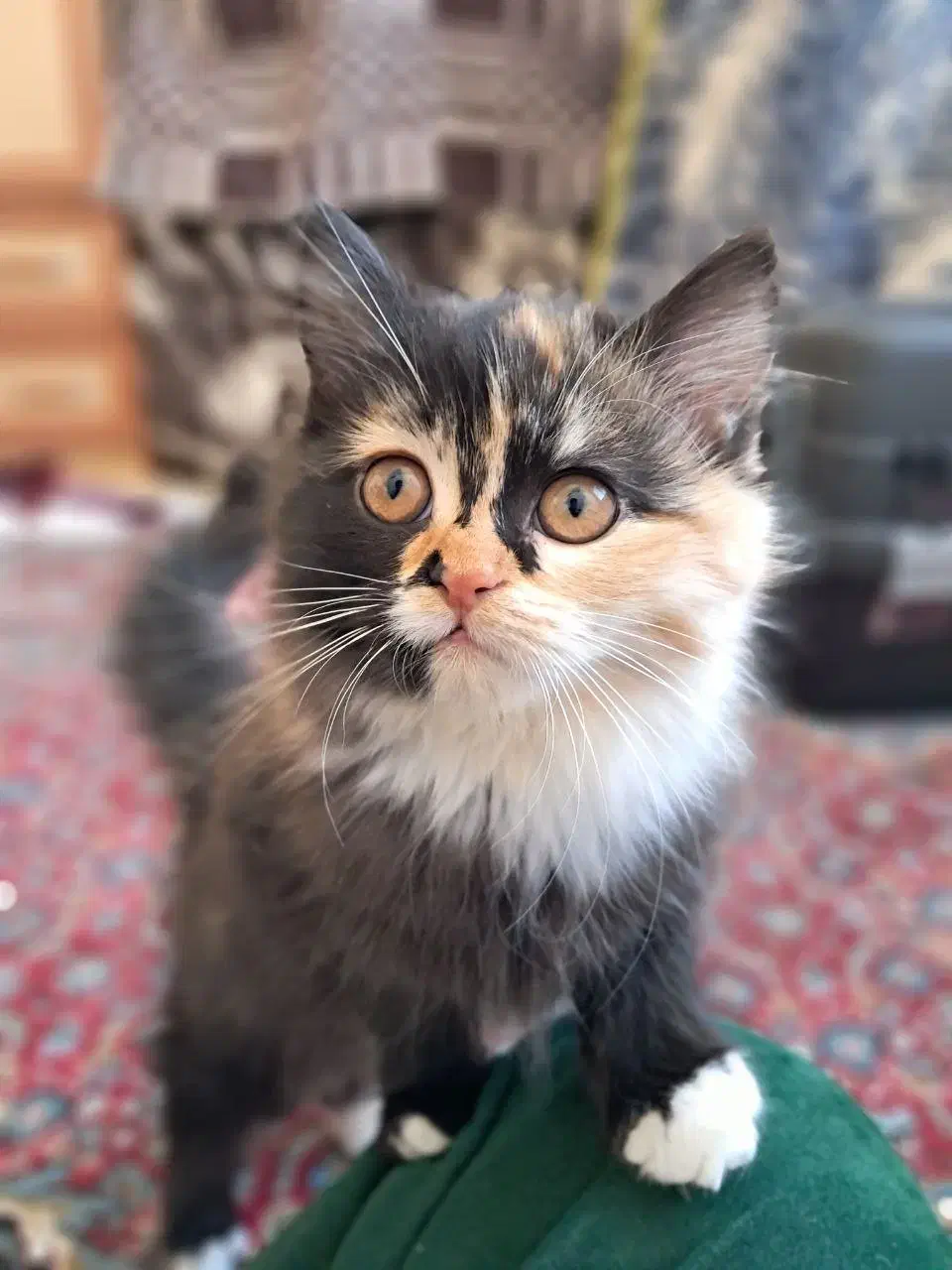 واگذاری گربه|گربه|اردبیل, |دیوار