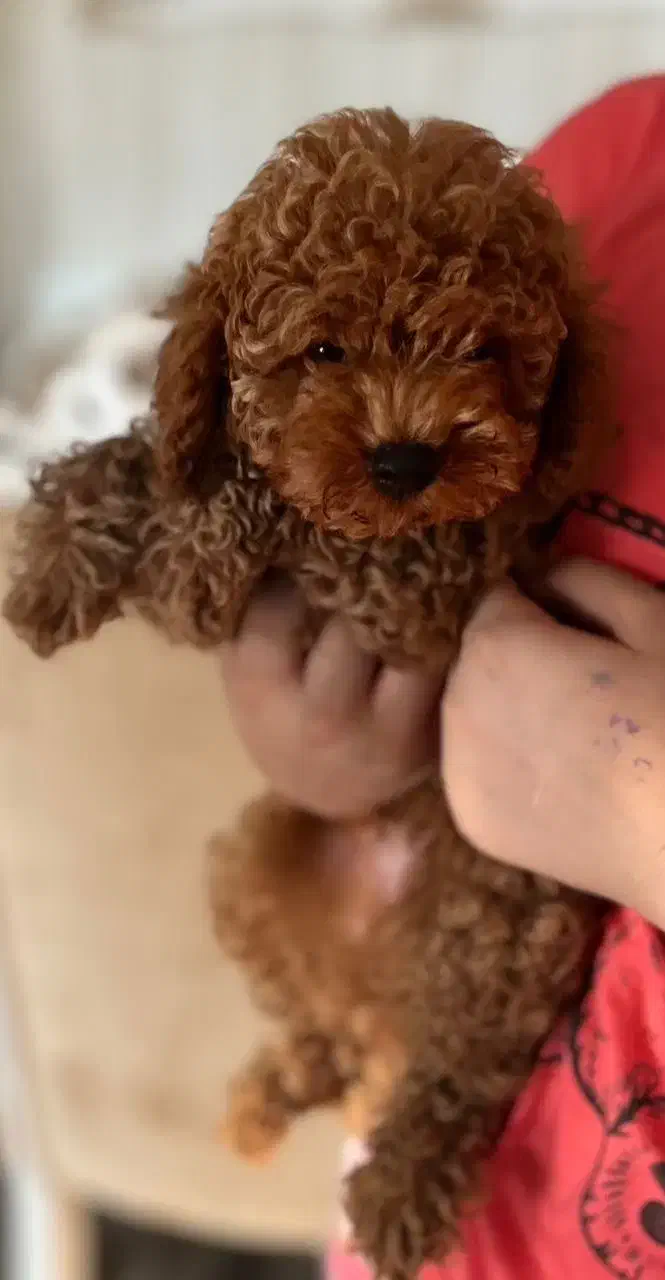 توی پودل کوچولو|سگ|رشت, گلسار|دیوار