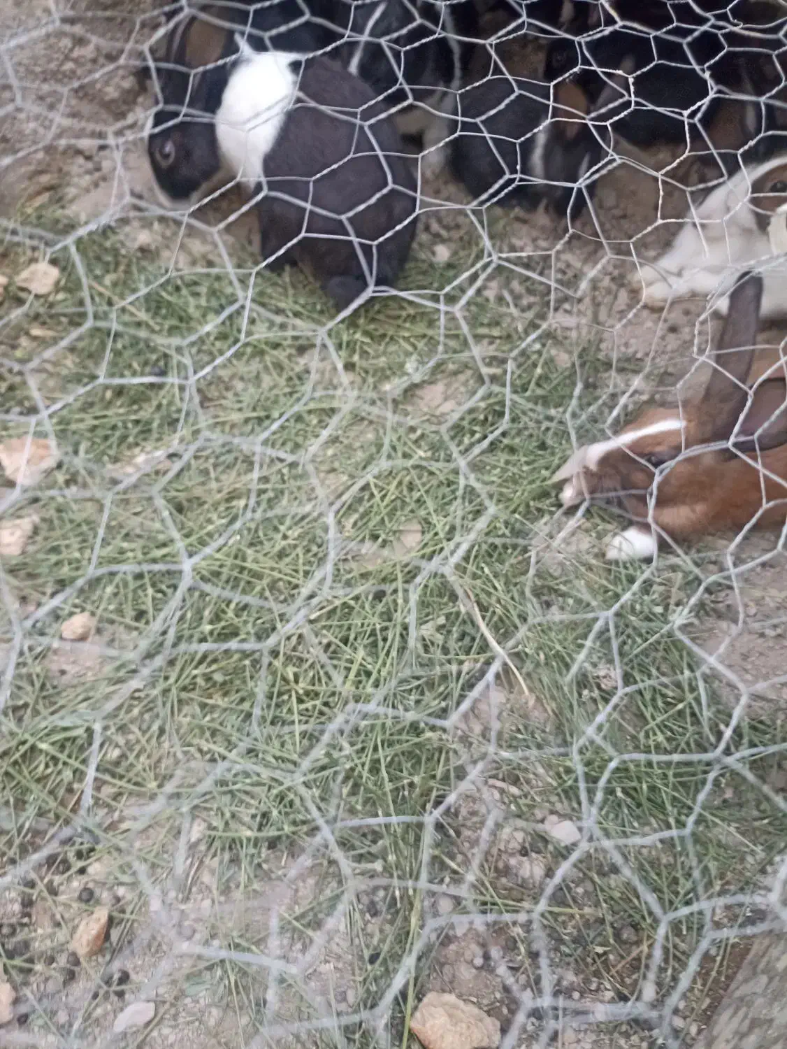 خر گوش|موش و خرگوش|سراوان, |دیوار