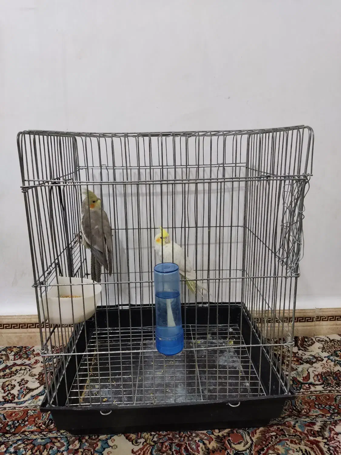 عروس هلندی|پرنده|پاکدشت, پاکدشت (مامازند)|دیوار