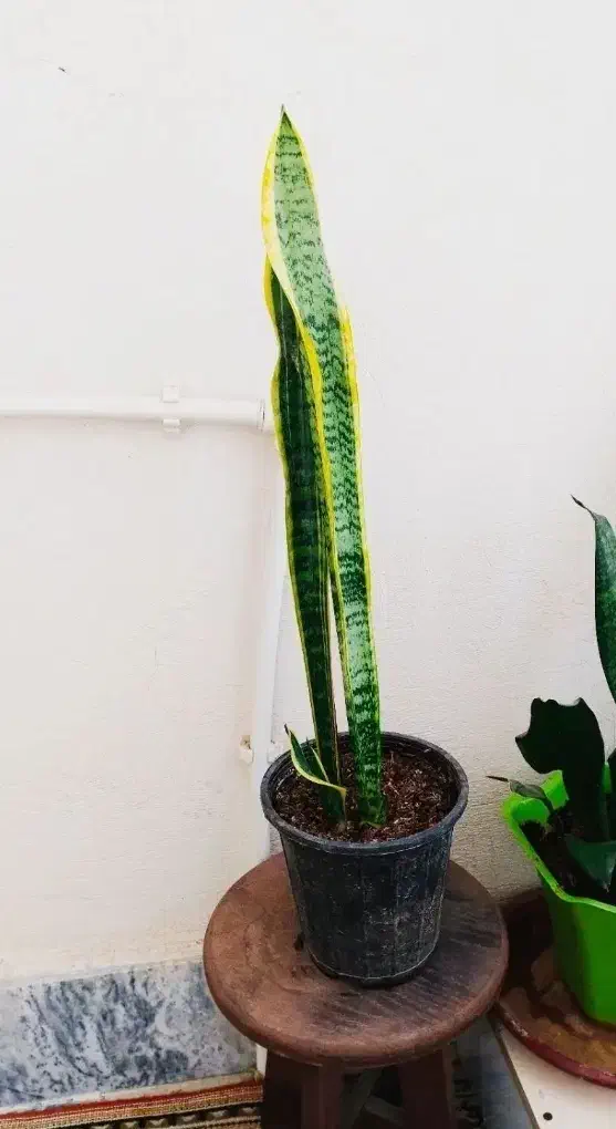 خرید ارزان ۱۳۰|حراج|سرپل ذهاب, |دیوار