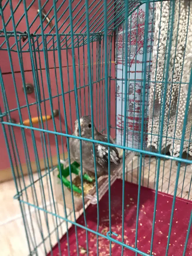 طوطی با قفس|پرنده|رشت, سعدی (تختی)|دیوار