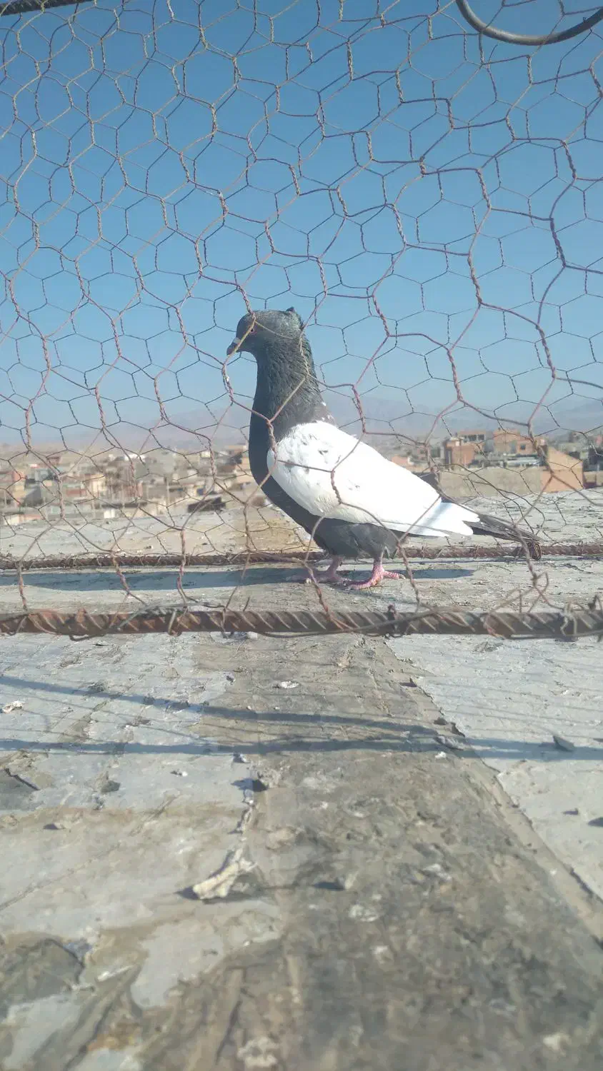 کبوتر پرشی|پرنده|شیروان (خراسان), |دیوار