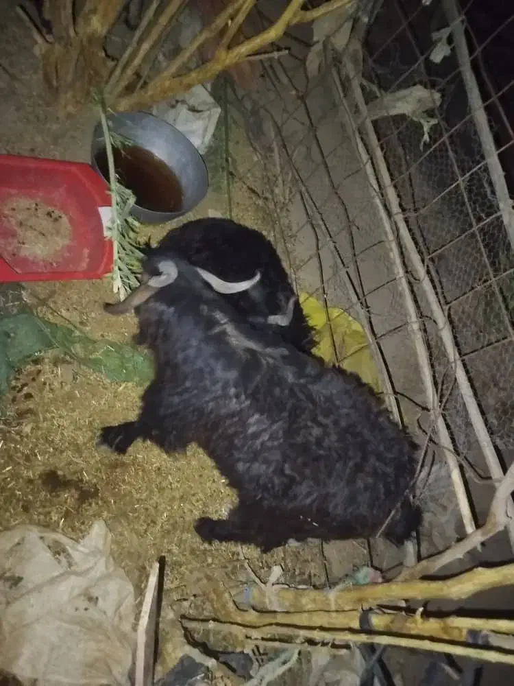 گوسفند|حیوانات مزرعه|ایرانشهر, |دیوار