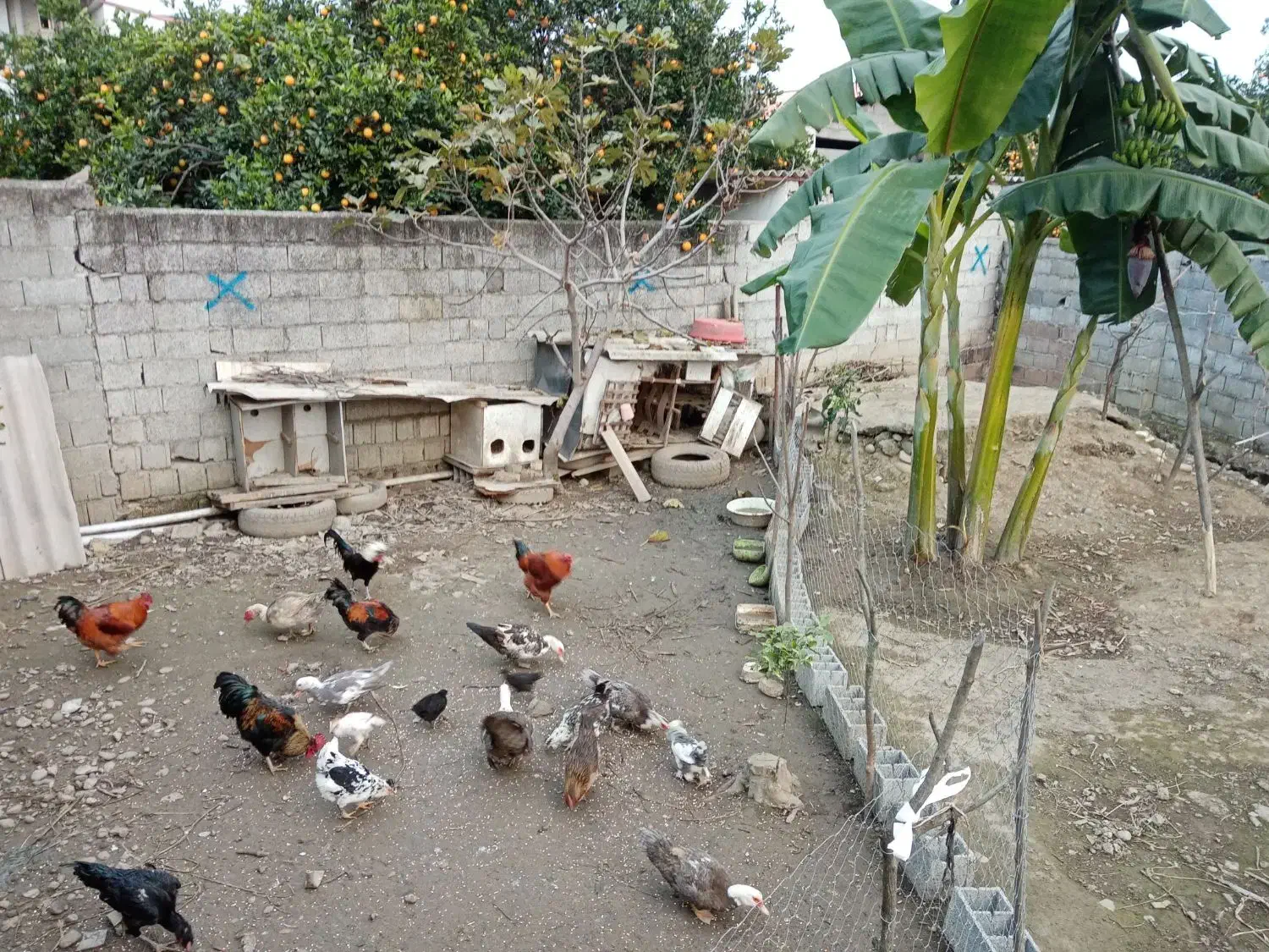 خروس محلی.مرغ لاری گلین واردک خارجی لهستانی|حیوانات مزرعه|نشتارود, |دیوار