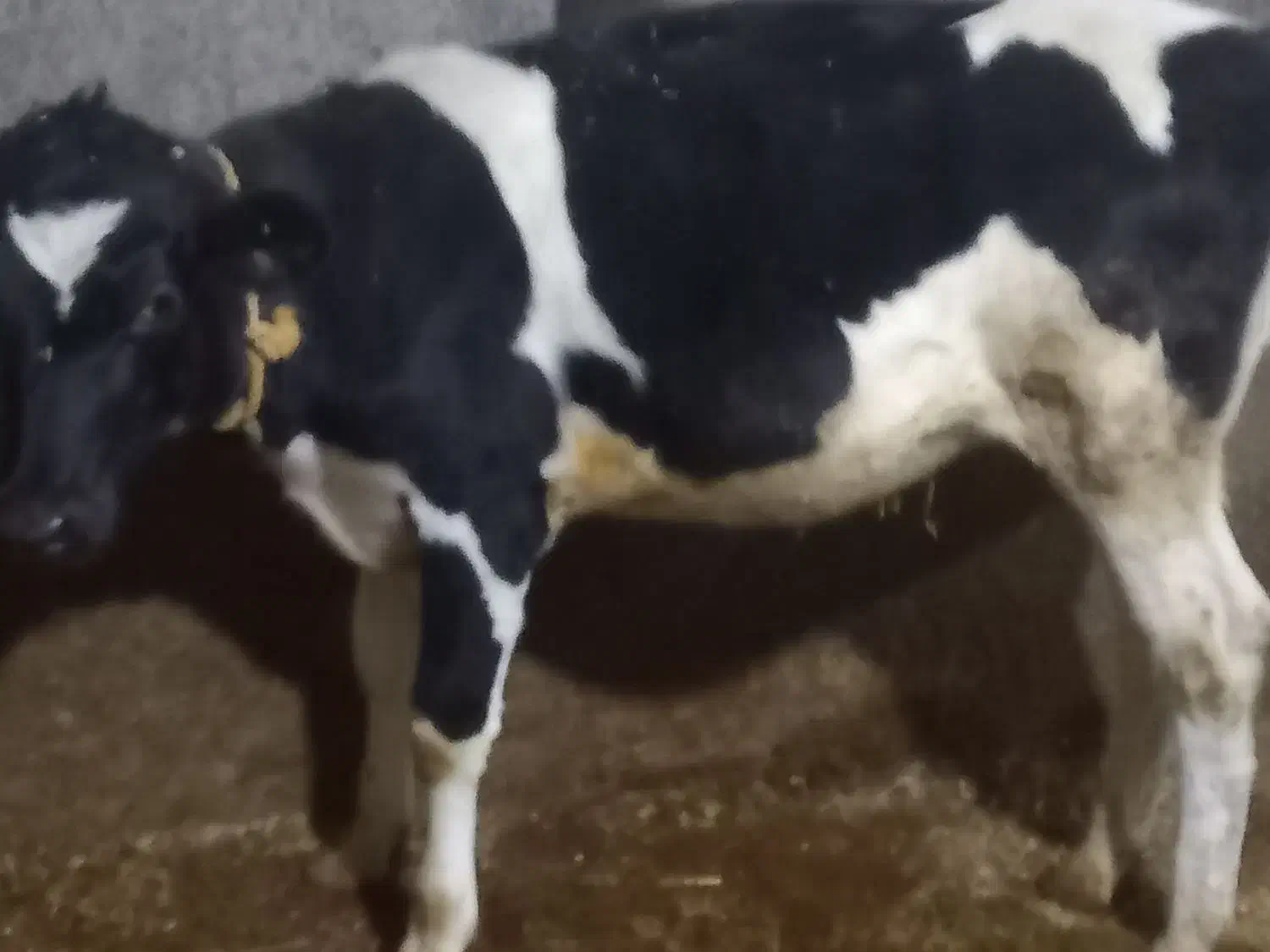 گاوه هولشتان با گوساله بزرگ|حیوانات مزرعه|هشترود, |دیوار