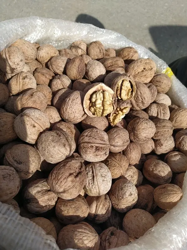 گردو باغ قامیشله سرشیو|خوردنی و آشامیدنی|بانه, |دیوار