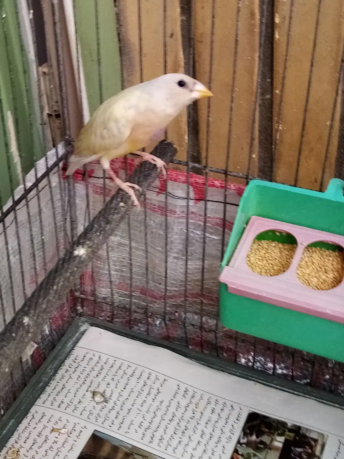 فنچ گلدین|پرنده|کرج, حیدرآباد|دیوار