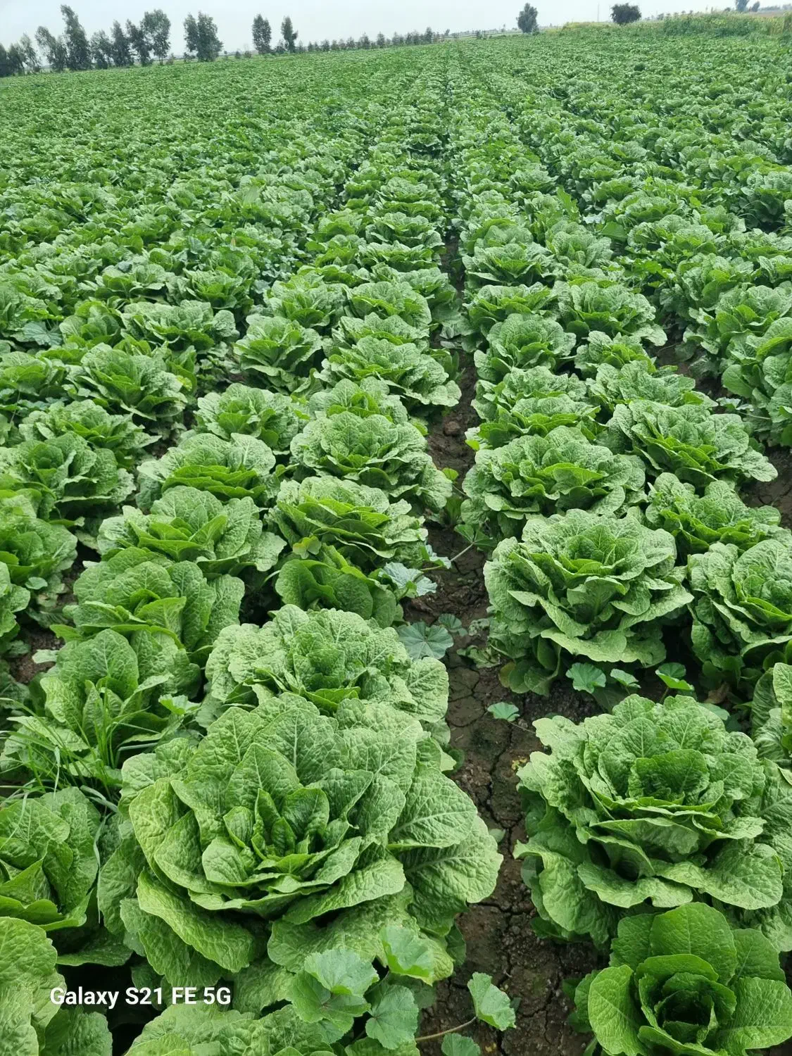 کاهو رسمی|خدمات باغبانی و درختکاری|اندیمشک, |دیوار