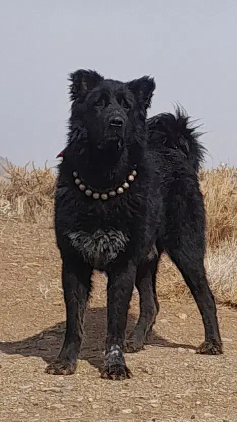 واگذاری سگ گله|سگ|داران, |دیوار