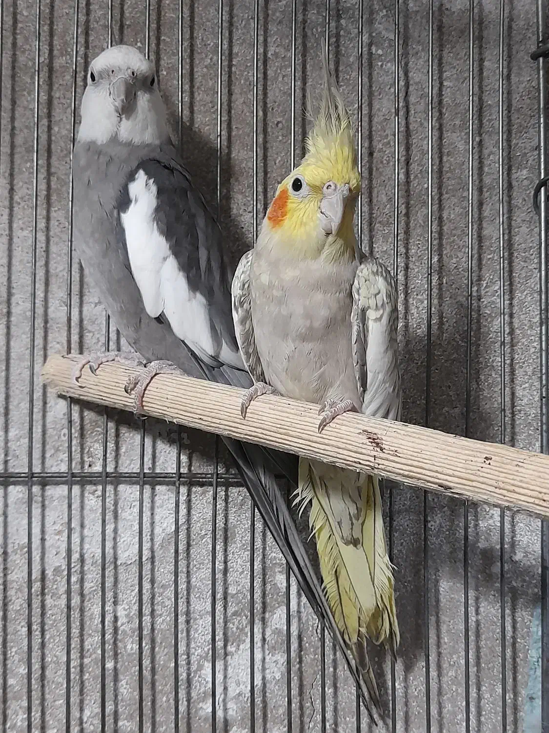 عروس|پرنده|قشم, |دیوار