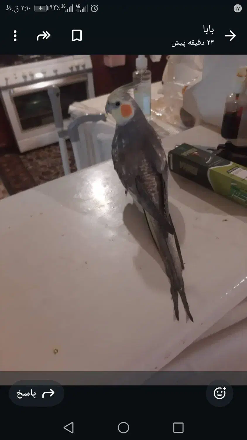 گمشده|حیوانات|مشهد, صیاد شیرازی|دیوار