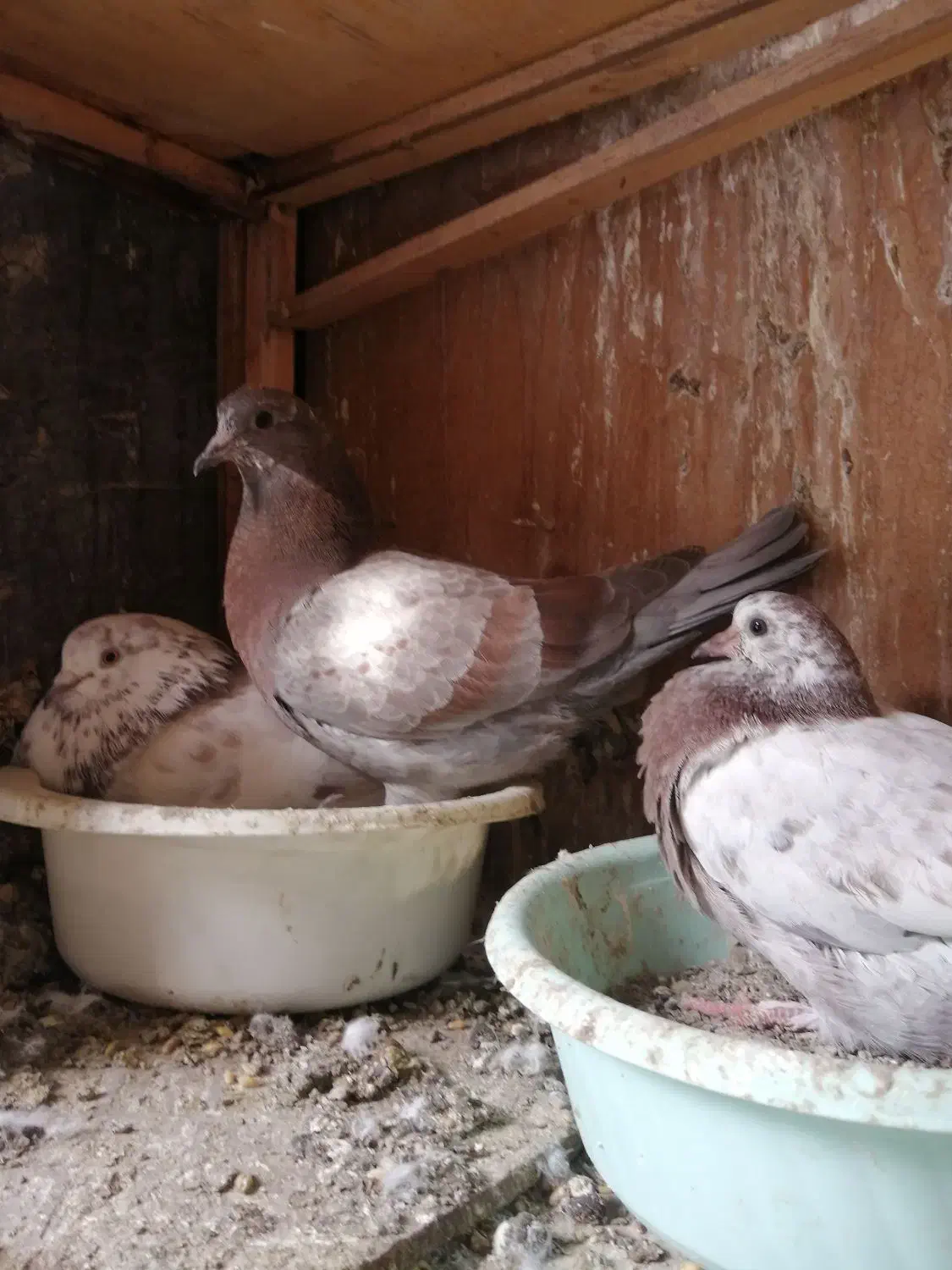 جوجه|حیوانات|اسلامشهر, شهرک قائمیه|دیوار